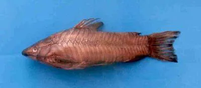 Striped hoplo (Hoplosternum magdalenae)