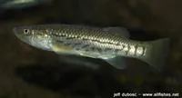Striped killifish (Fundulus majalis)