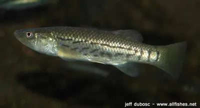 Striped killifish (Fundulus majalis)