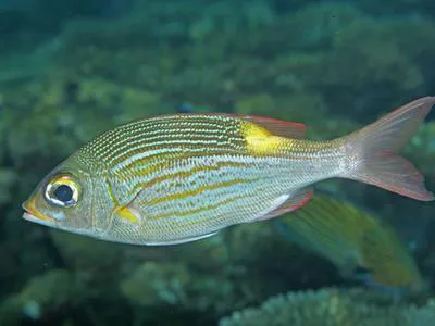 Striped large-eye bream (Gnathodentex aureolineatus)