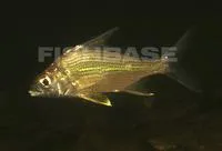 Striped mojarra (Eugerres plumieri)