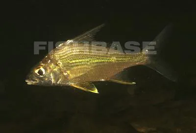 Striped mojarra (Eugerres plumieri)
