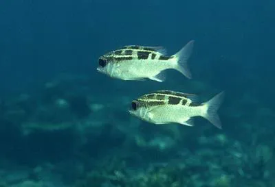 Striped monocle bream (Scolopsis lineata)