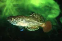 Striped nothobranch (Nothobranchius taeniopygus)