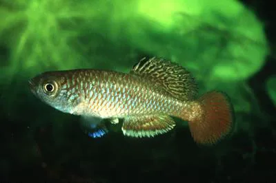 Striped nothobranch (Nothobranchius taeniopygus)