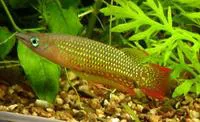 Striped panchax (Aplocheilus lineatus)
