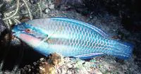 Striped parrotfish (Scarus iseri)