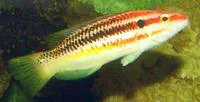 Striped pigfish (Bodianus izuensis)