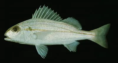 Striped piggy (Pomadasys stridens)