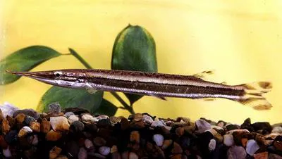 Striped pike-characin (Boulengerella lateristriga)