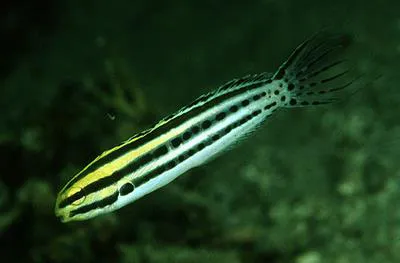 Striped poison-fang blenny (Meiacanthus grammistes)