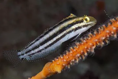 Striped poison-fang blenny mimic (Petroscirtes breviceps)