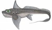 Striped rabbitfish (Hydrolagus matallanasi)