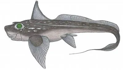 Striped rabbitfish (Hydrolagus matallanasi)