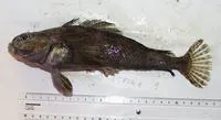 Striped rockcod (Trematomus hansoni)