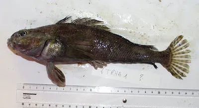 Striped rockcod (Trematomus hansoni)