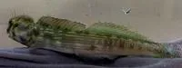 Striped rockskipper (Blenniella cyanostigma)
