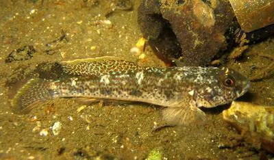 Striped sandgoby (Acentrogobius pflaumii)