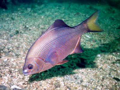 Striped seaperch (Embiotoca lateralis)