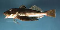 Striped searobin (Prionotus evolans)