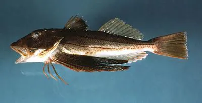 Striped searobin (Prionotus evolans)