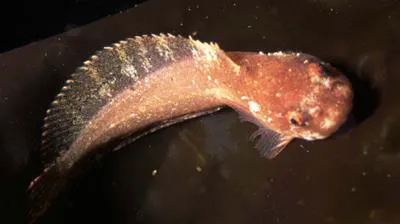Striped seasnail (Liparis liparis liparis)