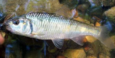 Striped shiner (Luxilus chrysocephalus)