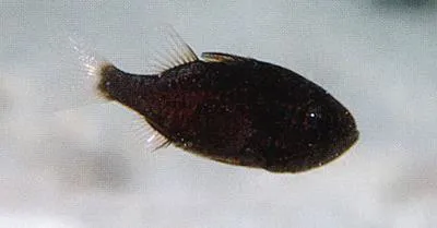 Striped siphonfish (Siphamia majimai)