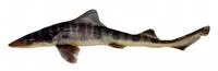 Striped smooth-hound (Mustelus fasciatus)