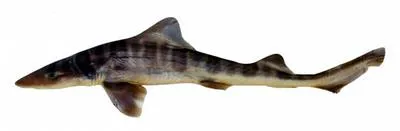 Striped smooth-hound (Mustelus fasciatus)