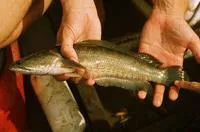 Striped snakehead (Channa striata)