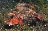 Striped stingfish (Minous trachycephalus)