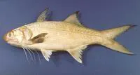 Striped threadfin (Polydactylus plebeius)