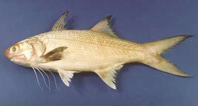 Striped threadfin (Polydactylus plebeius)