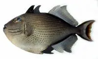 Striped triggerfish (Xanthichthys lineopunctatus)