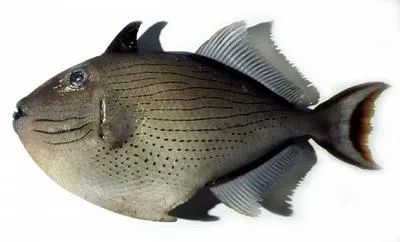 Striped triggerfish (Xanthichthys lineopunctatus)
