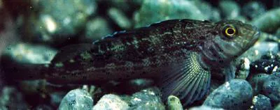Striped triplefin (Forsterygion varium)