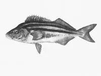 Striped trumpeter (Latris lineata)