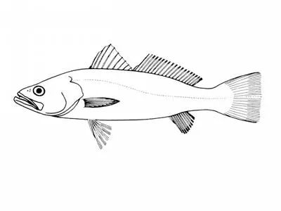 Striped weakfish (Cynoscion striatus)