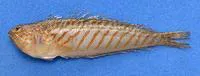 Striped weever (Trachinus lineolatus)