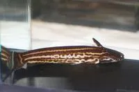 Striped woodcat (Trachelyopterichthys taeniatus)