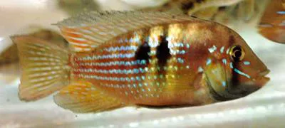 Stripefin eartheater (Gymnogeophagus rhabdotus)