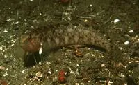 Stripefin ronquil (Rathbunella hypoplecta)