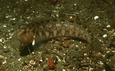 Stripefin ronquil (Rathbunella hypoplecta)