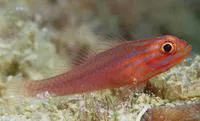 Stripehead goby (Trimma striatum)