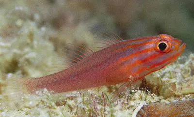 Stripehead goby (Trimma striatum)