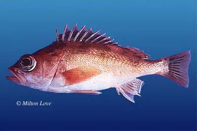 Stripetail rockfish (Sebastes saxicola)