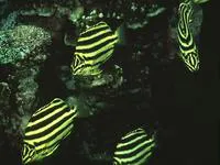 Stripey (Microcanthus strigatus)