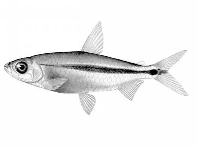 Stripped robber (Brycinus lateralis)