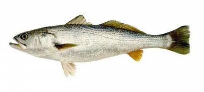 Stripped weakfish (Cynoscion guatucupa)